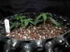 Mossys seeds 024.jpg