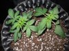 Mossys seeds 025.jpg