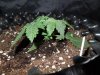 Mossys seeds 026.jpg