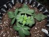 Mossys seeds 027.jpg