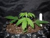 Mossys seeds 032.jpg