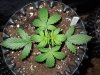 Mossys seeds 034.jpg