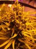 OUTLAW Day 104 = 14.8wks oa day 69 = 9.8wks Flower 006.jpg OUTLAW Day 104 = 14.8wks oa day 69 = 9.8wks Flower 006.jpg