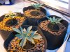 _1040939.jpg