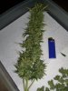 AUTO AMNESIA CHOP 1_2-19-13.jpg