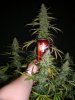 HOBBIT 1 PRE CHOP_12-29-12 4.jpg