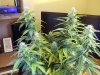 100_2181.jpg