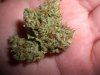 AMNESIA NUGG_2-20-13.jpg
