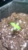 576328_industrial-plant-auto-cbddinafemindustrial-plant-autoflowering-cbd.jpg