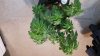 LB-whole plant.jpg LB-whole plant.jpg