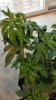 brown leaf2.jpg brown leaf2.jpg
