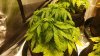 White Widow Droop.jpg White Widow Droop.jpg