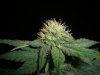WHITE RHINO_2-21-13 5 @ 29 DAYS.jpg