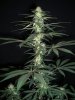 SOUR JACK_2-21-13 2 @ 29 DAYS.jpg
