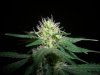 SOUR JACK_2-21-13 3 @ 29 DAYS.jpg