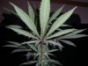 SOUR JACK_2-21-13 5 @ 29 DAYS.jpg
