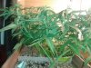 20130219_185249.jpg 20130219_185249.jpg