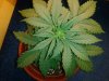 20130219_190509.jpg 20130219_190509.jpg