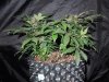 Mossys seeds 001.jpg