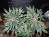 Mossys seeds 002.jpg
