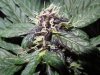 Mossys seeds 008.jpg