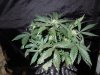 Mossys seeds 011.jpg