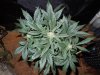 Mossys seeds 012.jpg
