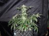 Mossys seeds 016.jpg