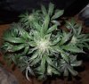 Mossys seeds 019.jpg