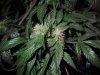 Mossys seeds 020.jpg