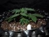 Mossys seeds 022.jpg