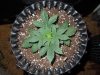 Mossys seeds 024.jpg