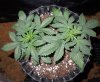 Mossys seeds 028.jpg