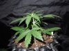 Mossys seeds 030.jpg