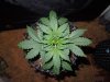Mossys seeds 031.jpg