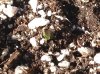 2.25 Day 3 sm cotyledon tube lol.jpg