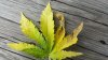 20181108_101230.jpg