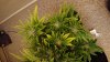 DSC_0242.JPG