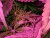 DSCF0315.jpg