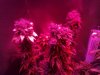 LED Grow (7).jpg