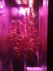 LED Grow (4).jpg