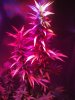 LED Grow (8).jpg