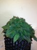 ImageUploadedByTapatalk1361981507.159794.jpg