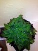 ImageUploadedByTapatalk1361981520.441550.jpg