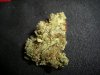 AMNESIA NUGG 1.jpg AMNESIA NUGG 1.jpg