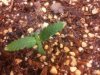 sick plantt.jpg