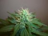 SOUR JACK_3-1-13 2 @ DAY 41.jpg