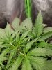 G14 Leaf Curl-1.jpg