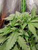 G14 Leaf Curl-2.jpg