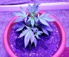 variegated-28days.jpg